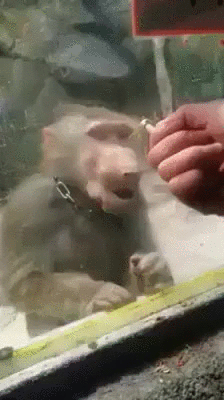 6NVF7zc.gif