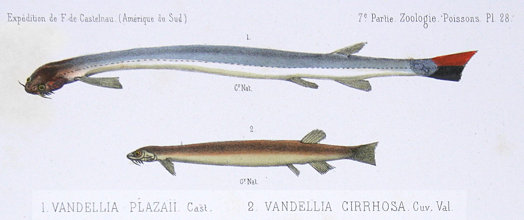 Vandellia.jpg