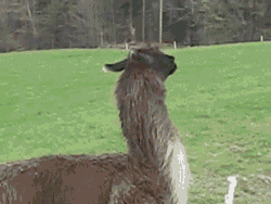 hornoxe.com_gifdump81_31.gif