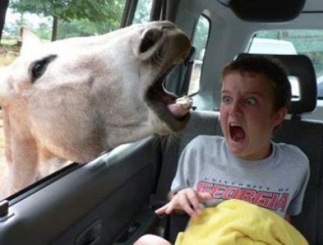 pferd-kind-auto.jpg