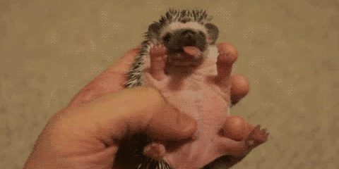 giphy.gif