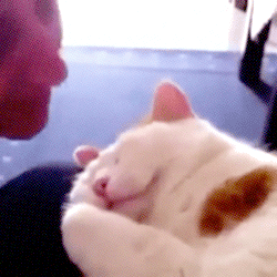 tumblr_o1f2n0d1QQ1s02vreo2_250.gif