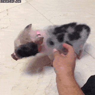 giphy.gif