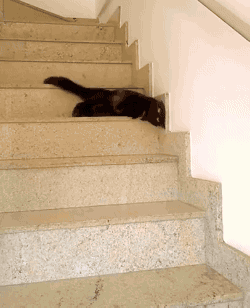 tumblr_o7fvspsI341s02vreo1_250.gif