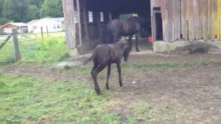 giphy.gif