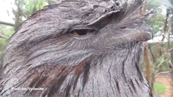 YKfqwqt.gif