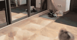 KdcAisN.gif