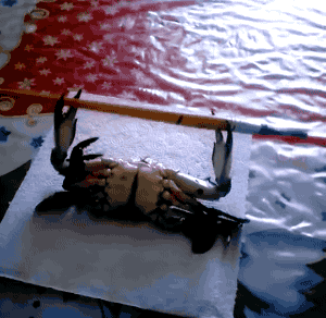 giphy.gif
