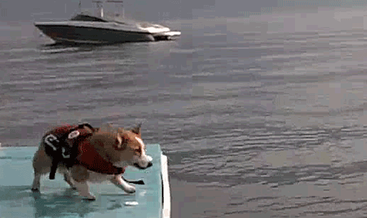 oKJTQ.gif