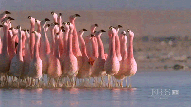0NysV2K.gif