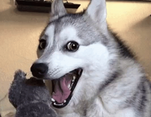 tenor.gif