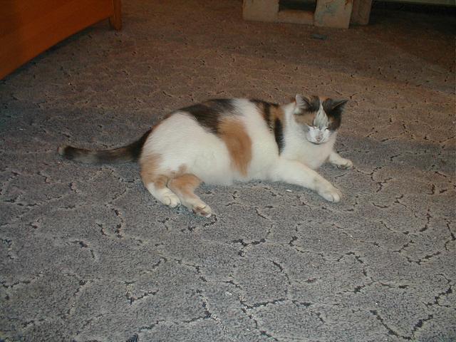 b39gq056kc1uz7z0i.jpg