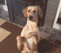 200w.gif