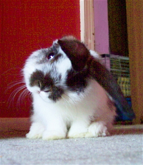 bla33xtf172znxqim.jpg