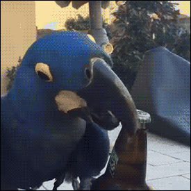 tumblr_o1pw95czzS1uluepno1_400.gif