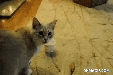 giphy.gif