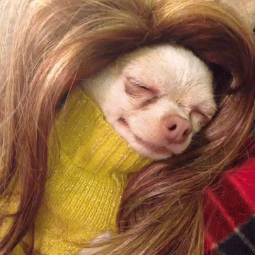 dog-wig-eating-ice-cream-depressed-13886862253.gif