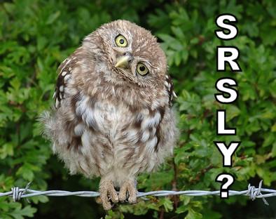 srsly-405142.jpg