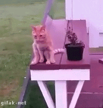 tumblr_nt0d9hSYDR1s2yegdo1_250.gif