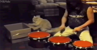 tumblr_mjr01oYDsO1ql2603o1_400.gif