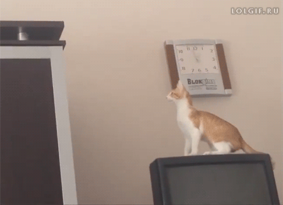 tumblr_njyzxhBi9D1u2jwbho1_400.gif
