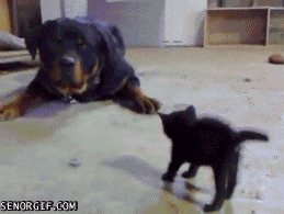 tumblr_n7i082h4221rrhjaso4_400.gif