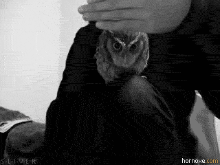 hornoxe.com_gifdump04_36.gif