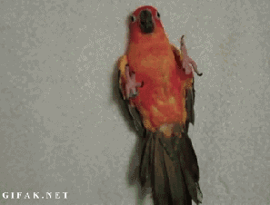 TgQPDN8.gif