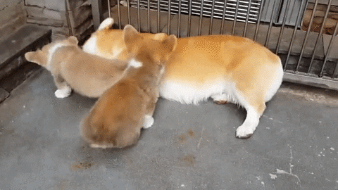 giphy.gif