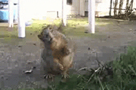 giphy.gif