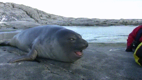 excited-seal.gif