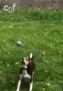a13KL5Z.gif