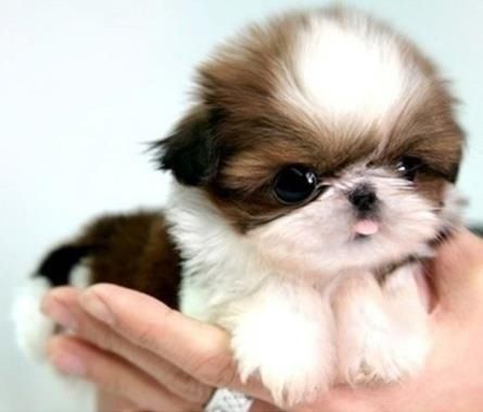 bd11028e474f152b0ae68df2b34263c5--shih-tzus-too-cute.jpg