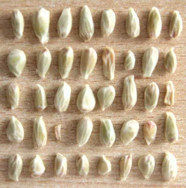 bqmu473nom14d67x6.jpg