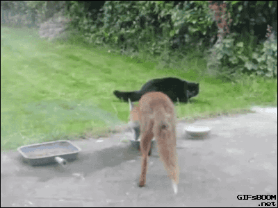 tumblr_nokb6jtwGK1s02vreo5_400.gif