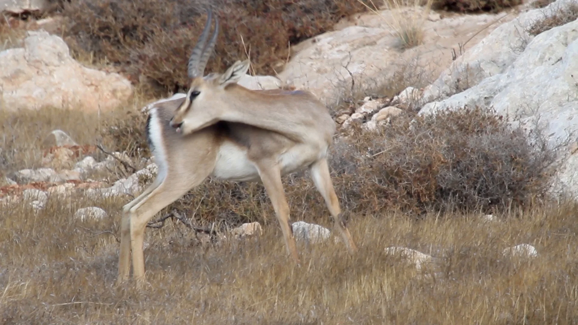 israeli-mountain-gazelle-licking-his-footage-090138250_prevstill.jpeg
