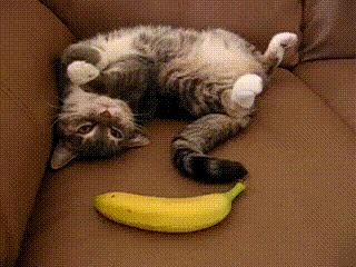 tumblr_n1qvwp9dgh1s5rsdao1_400.gif