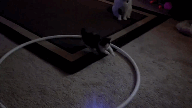 tumblr_myy77vxZzw1s199fdo1_400.gif