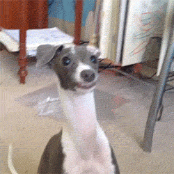 iSjaAOA.gif