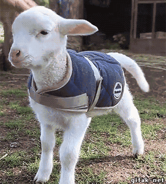 tumblr_nqi42qO89B1s2yegdo1_400.gif