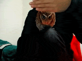 tumblr_mpm0aqC1Y01sppmago1_400.gif