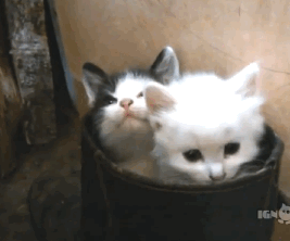 065b7e5b2cf76360c74eca0f00dbe37f.gif