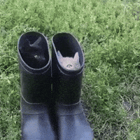 200w_d.gif
