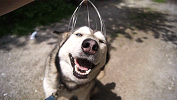 husky1570.gif