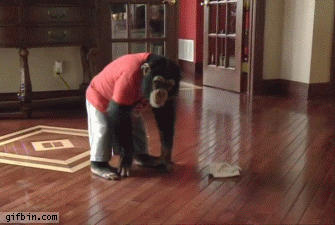 giphy.gif