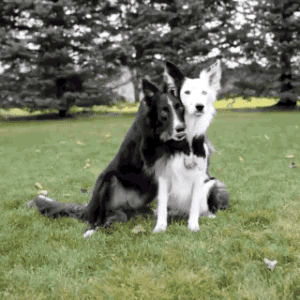 155.gif