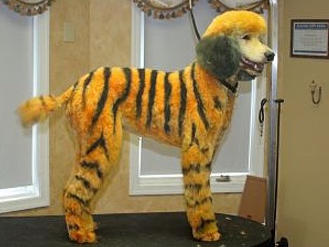 2008-06-13_tiger.jpg