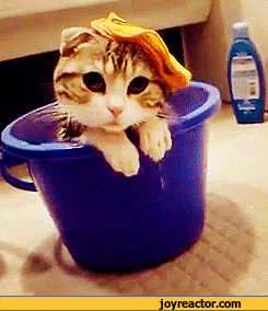 gif-cat-wash-932330.gif