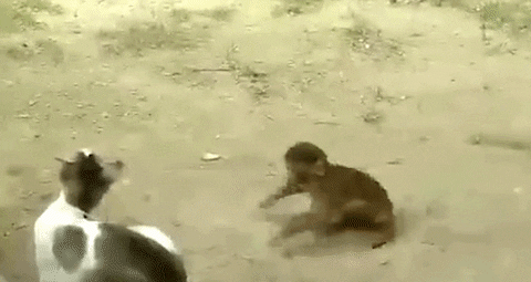giphy.gif