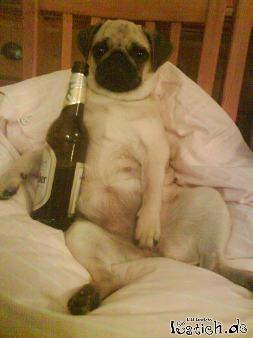 15015-mops-beim-fussball-gucken.jpg